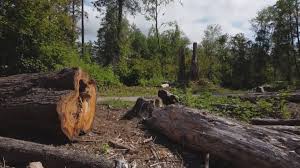 Best Lot and Land Clearing  in Windsor, CO