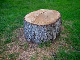 Best Tree and Shrub Care  in Windsor, CO