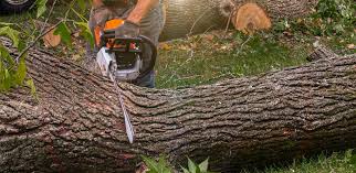 Best Tree Mulching  in Windsor, CO