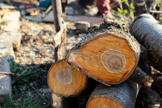 Best Tree Removal  in Windsor, CO