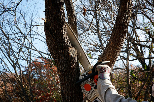 Best Hedge Trimming  in Windsor, CO