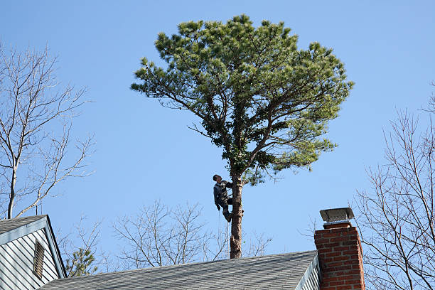 Best Root Management and Removal  in Windsor, CO